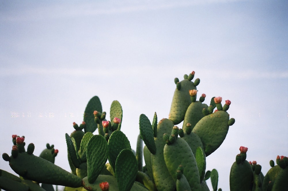 green cactus plant