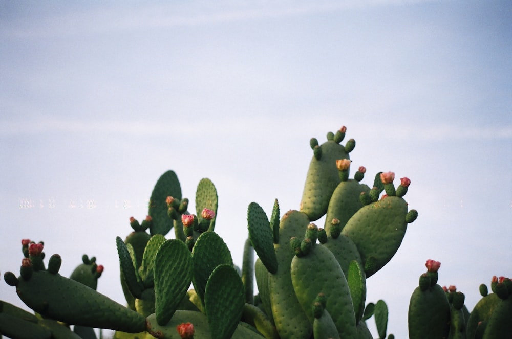 Grüne Kaktuspflanze