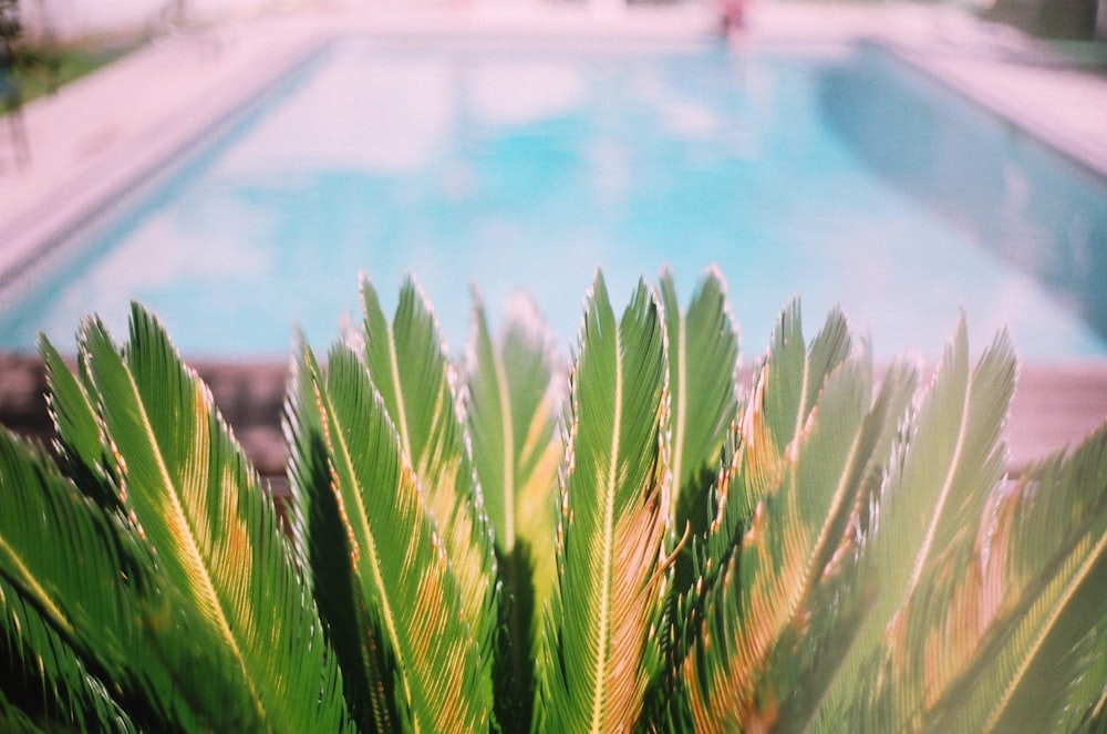 selective focus photography of green plant