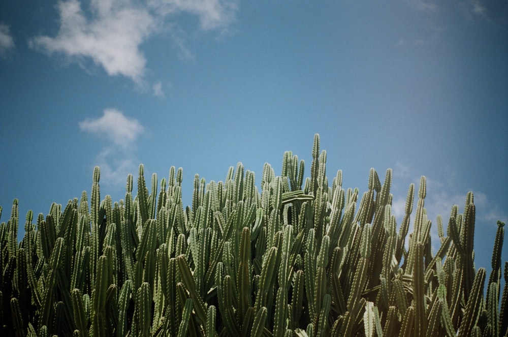 field of cactus plants