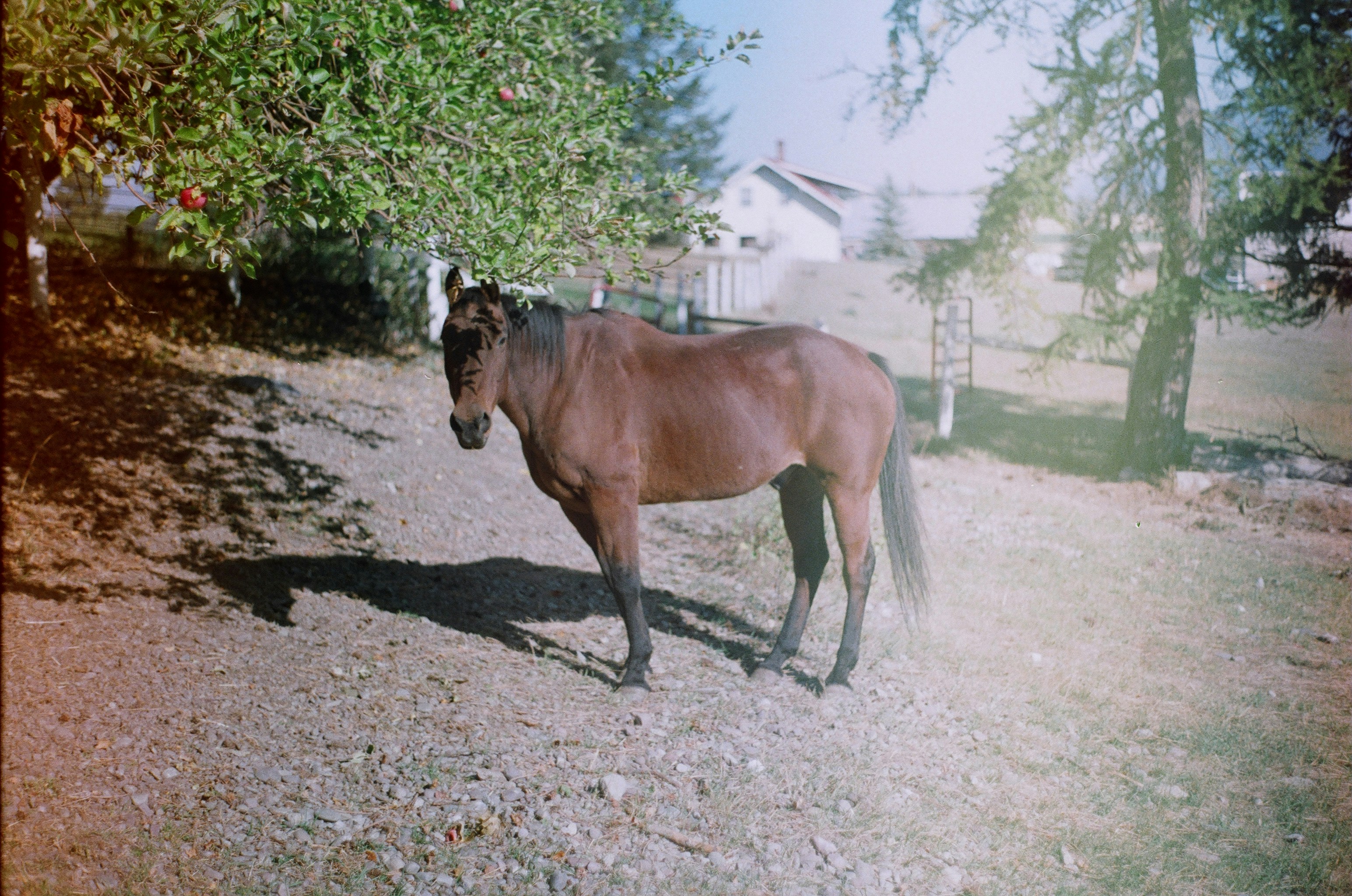 brown horse