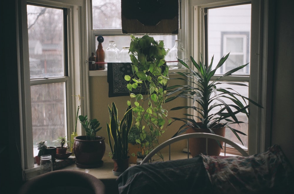 green plant on brown pot on window
