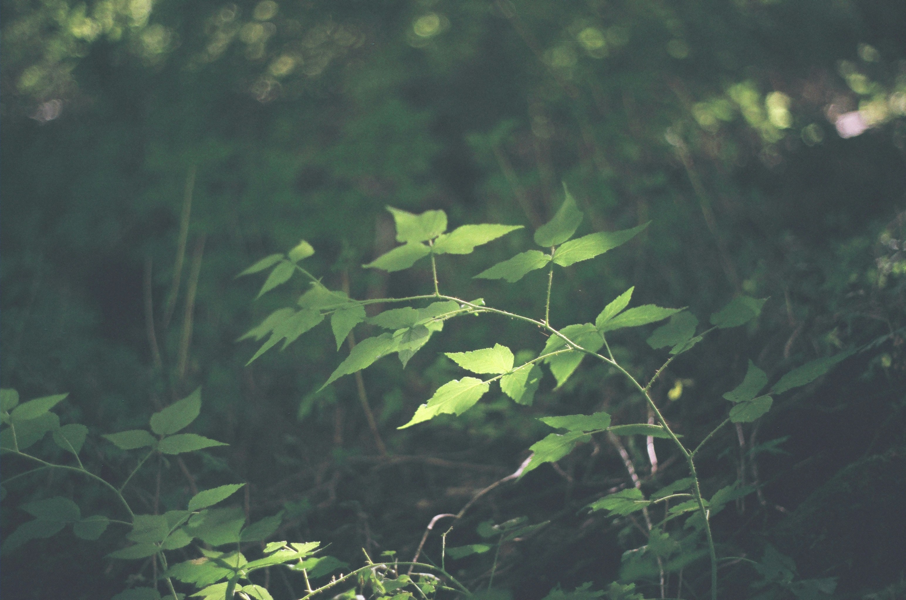 Photo by bhoogenboom