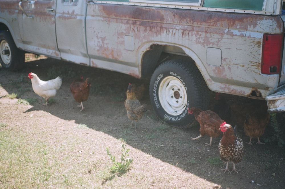 flock of chicken near vehicle outdoor during daytime