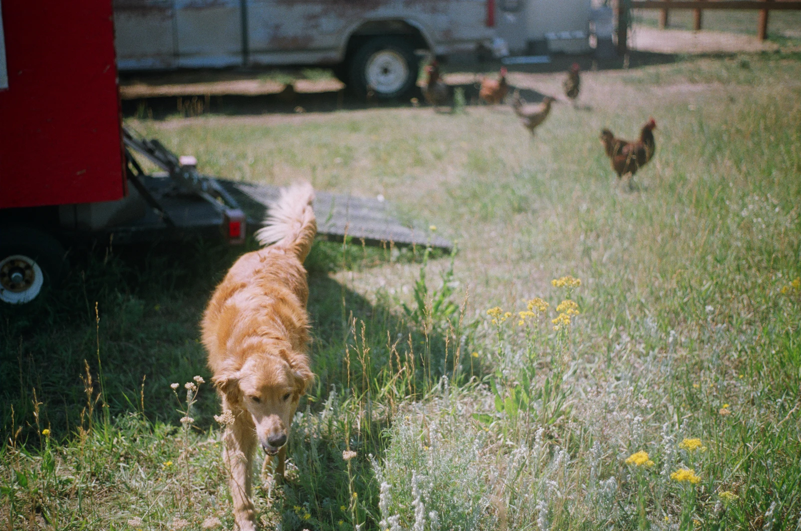 Backyard Chicken Waterers: Size for Hot Days, Clean Daily, Then Plan for Freezing Ones