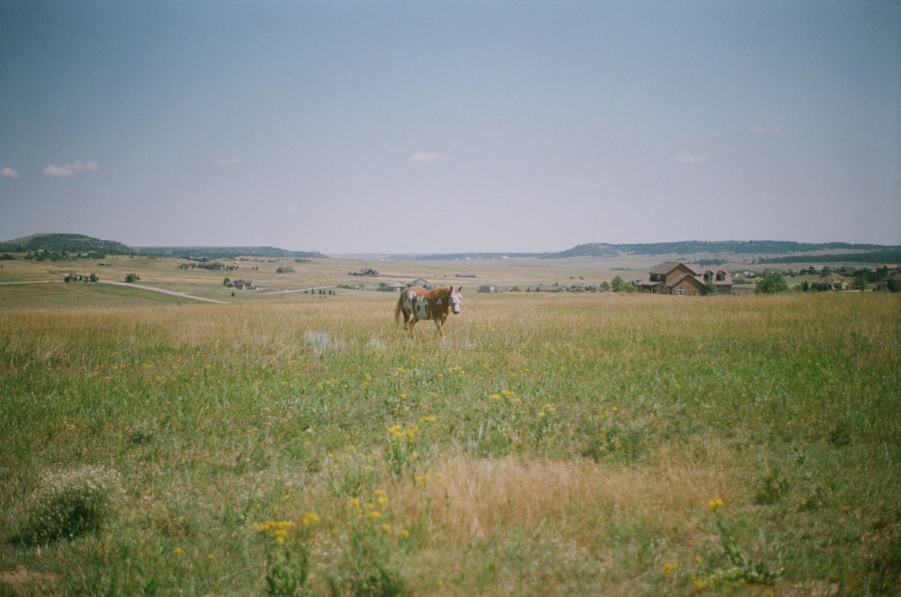brown horse on green grass field