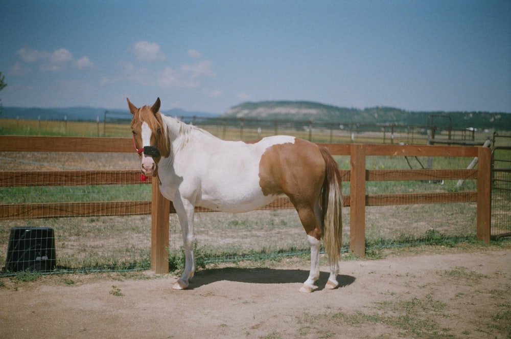 photo of white and brown coated horse