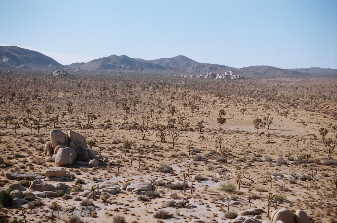 brown rocks and green trees,