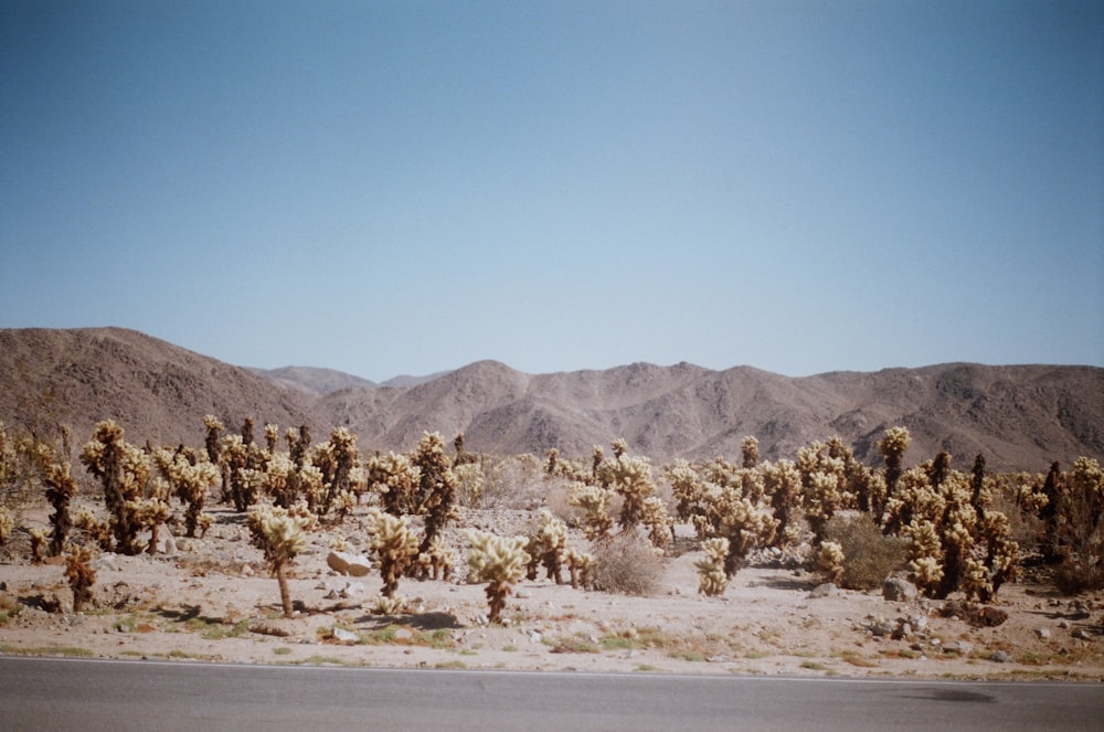 a large group of cacti in the desert