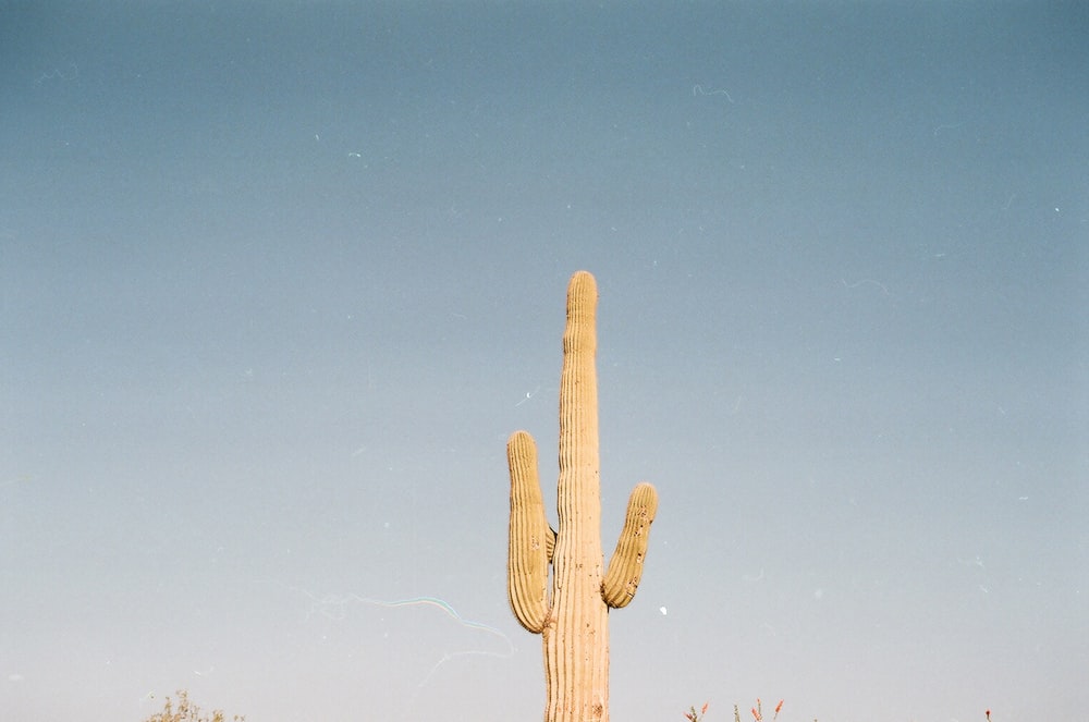 a large cactus in the middle of a field