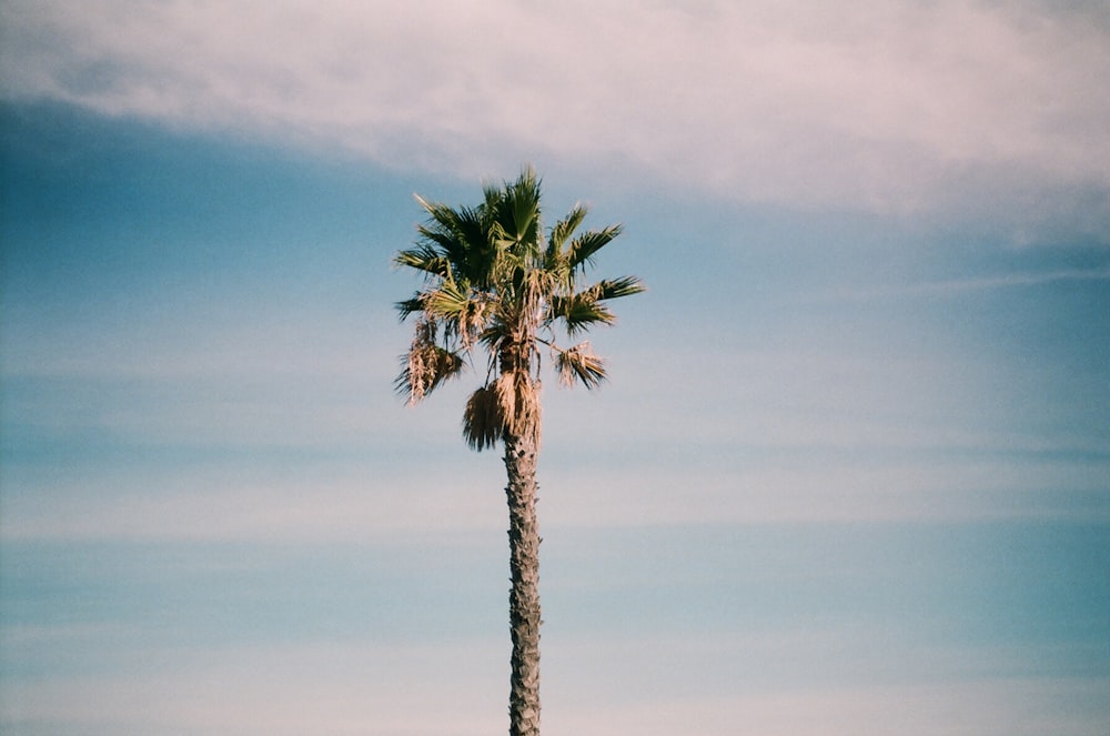 palm tree under blue sky and white clouds at daytime