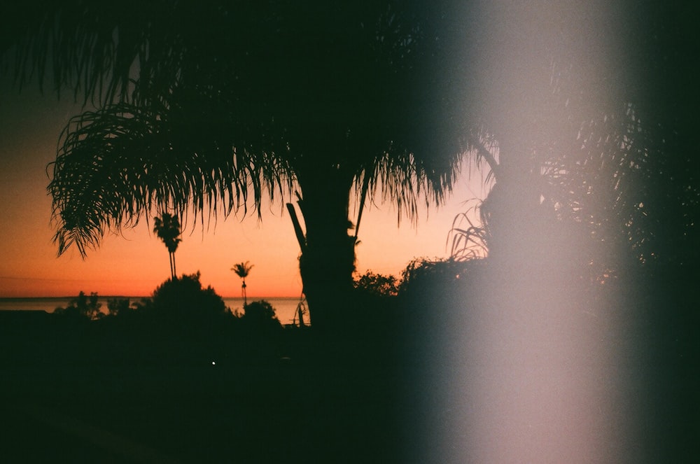 the sun is setting behind a palm tree