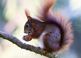 brown and white squirrel with brown nut on tree branch