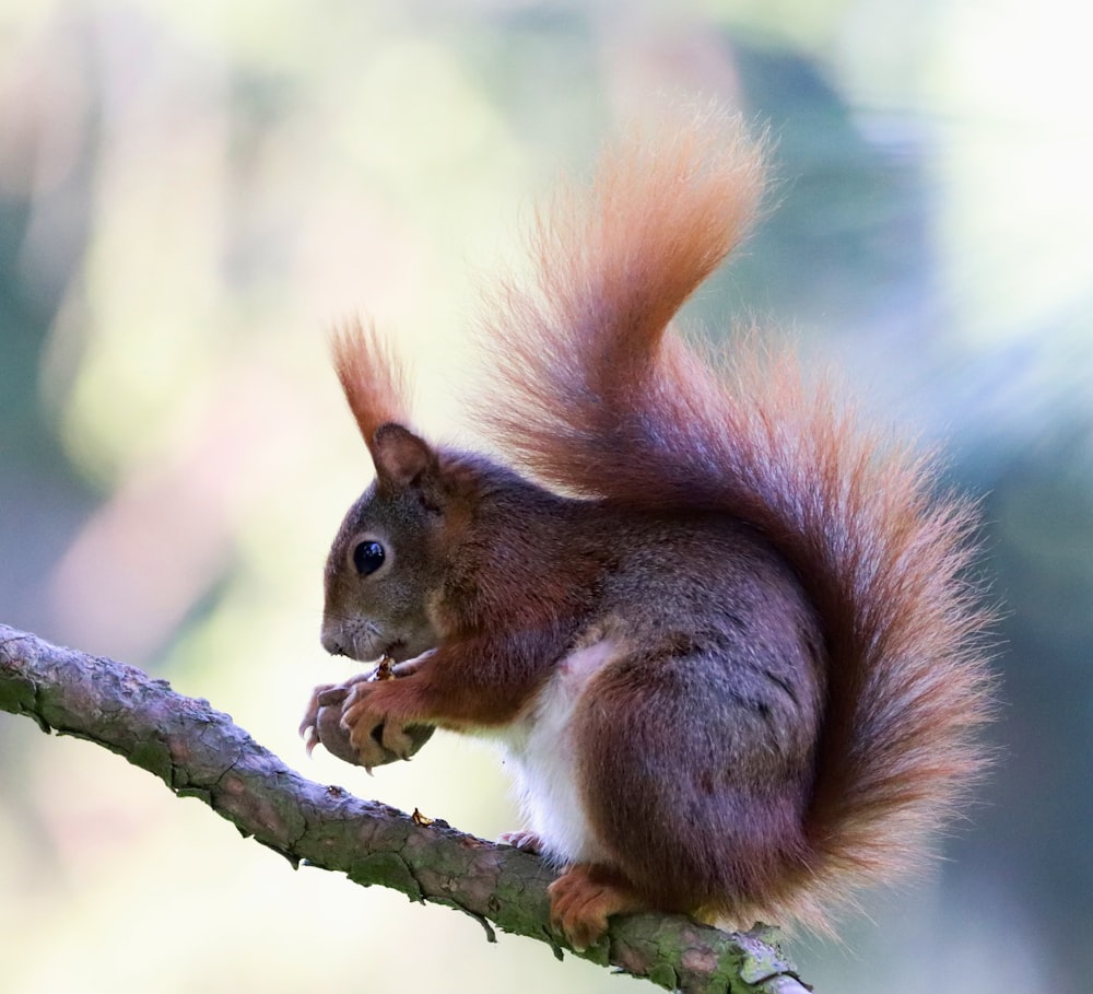 brown and white squirrel with brown nut on tree branch