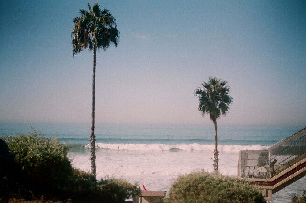 palm trees in beach