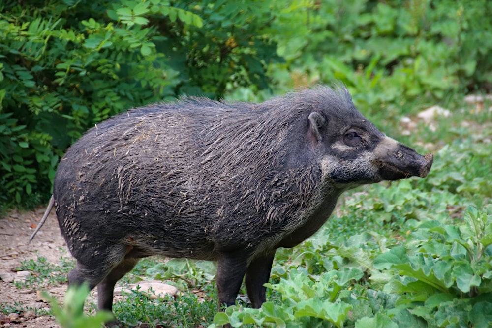 black wildboar