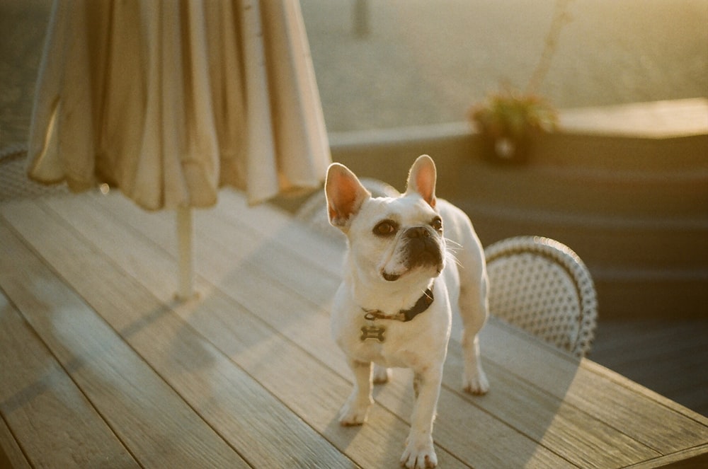 white short coat small dog