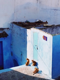 Three orange cats are relaxing on a sunlit blue stairway, with parts of the surrounding walls painted in various shades of blue. Above them, there is a small rooftop area with scattered debris and objects.