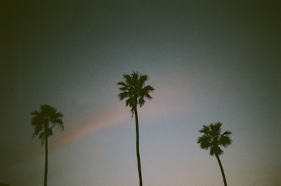 low angle photo of palm tree palm-tree google meet background