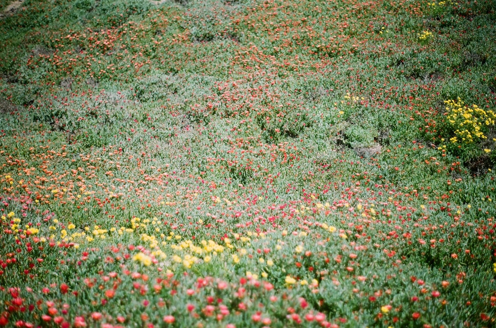 red and yellow flowers on field with green grass