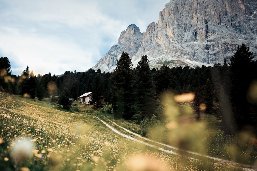 road between green grass