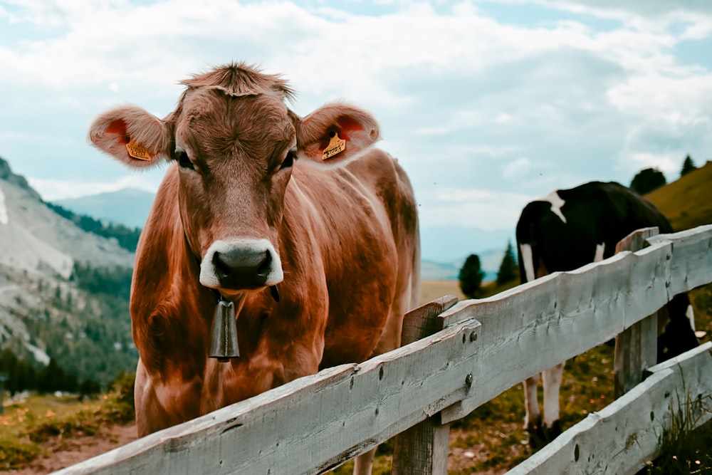 vache brune à côté d’une clôture en bois
