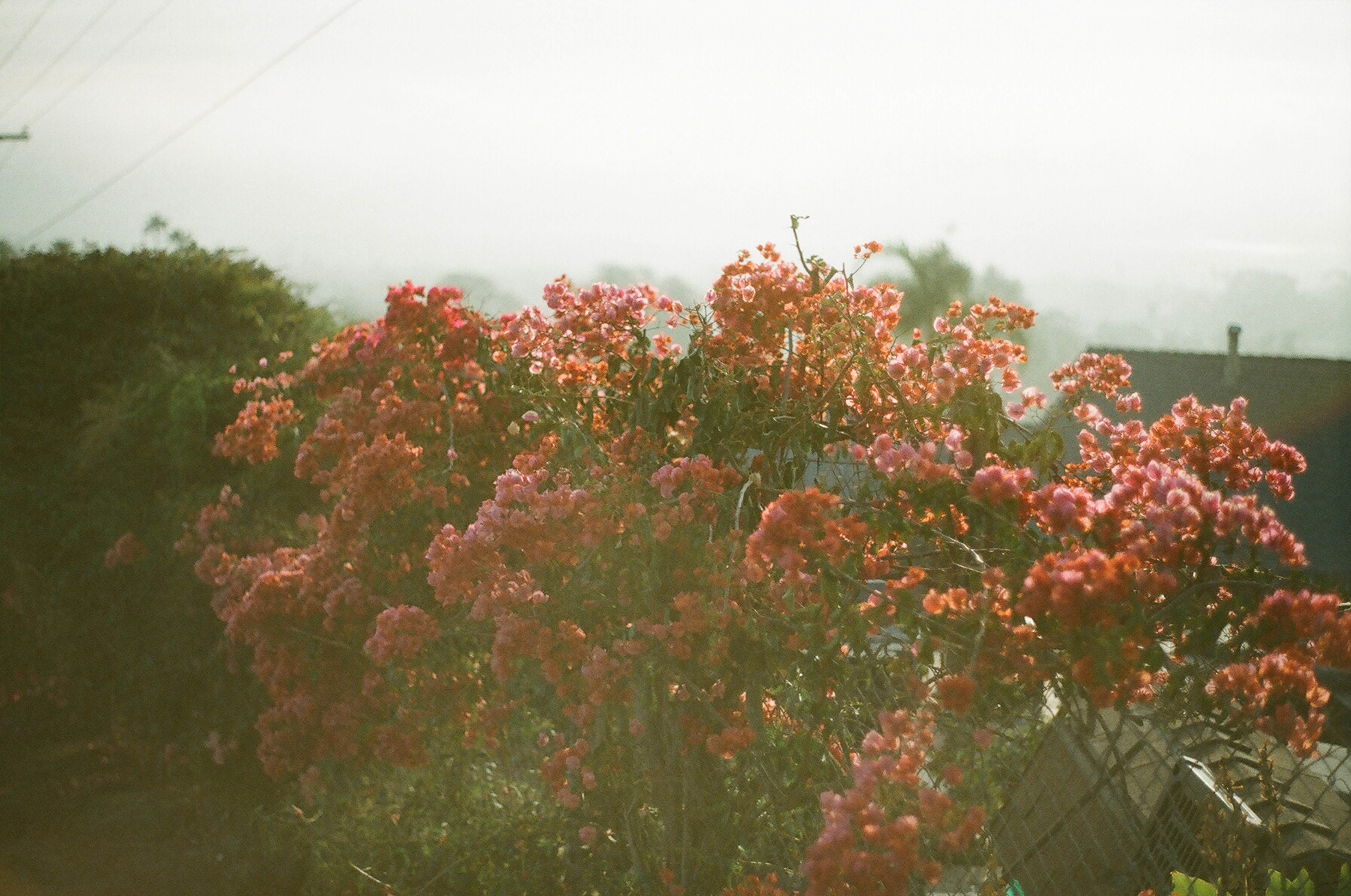 Photo by bhoogenboom