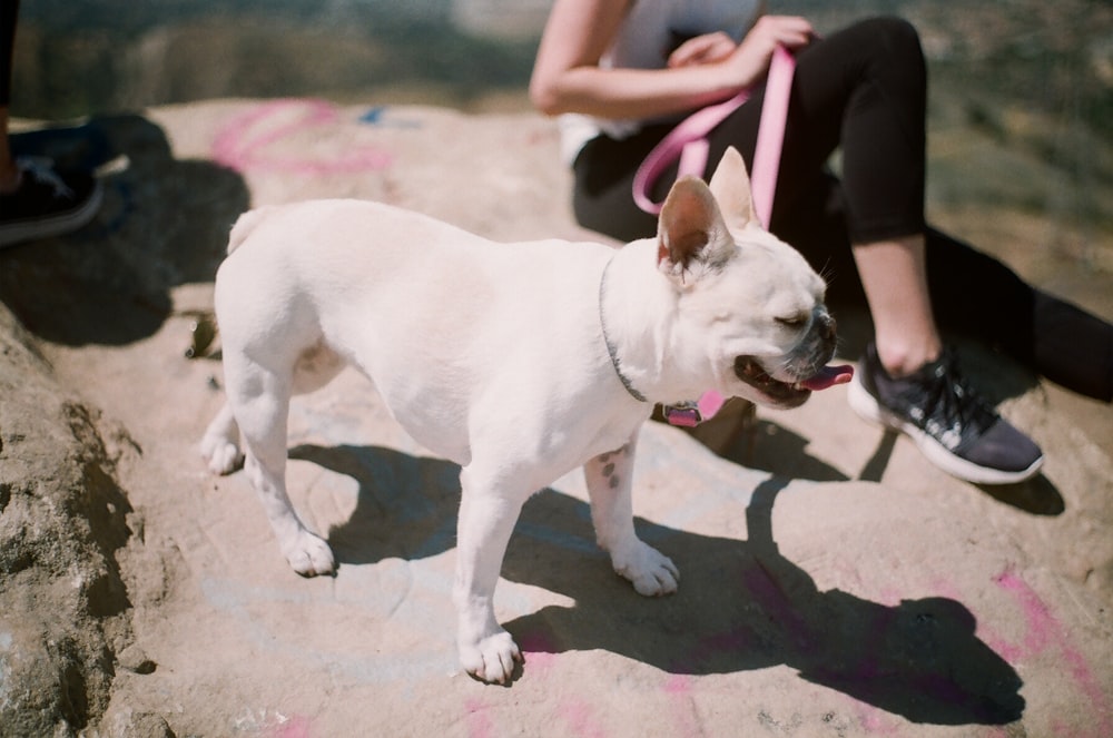 short-coated white dog on rock