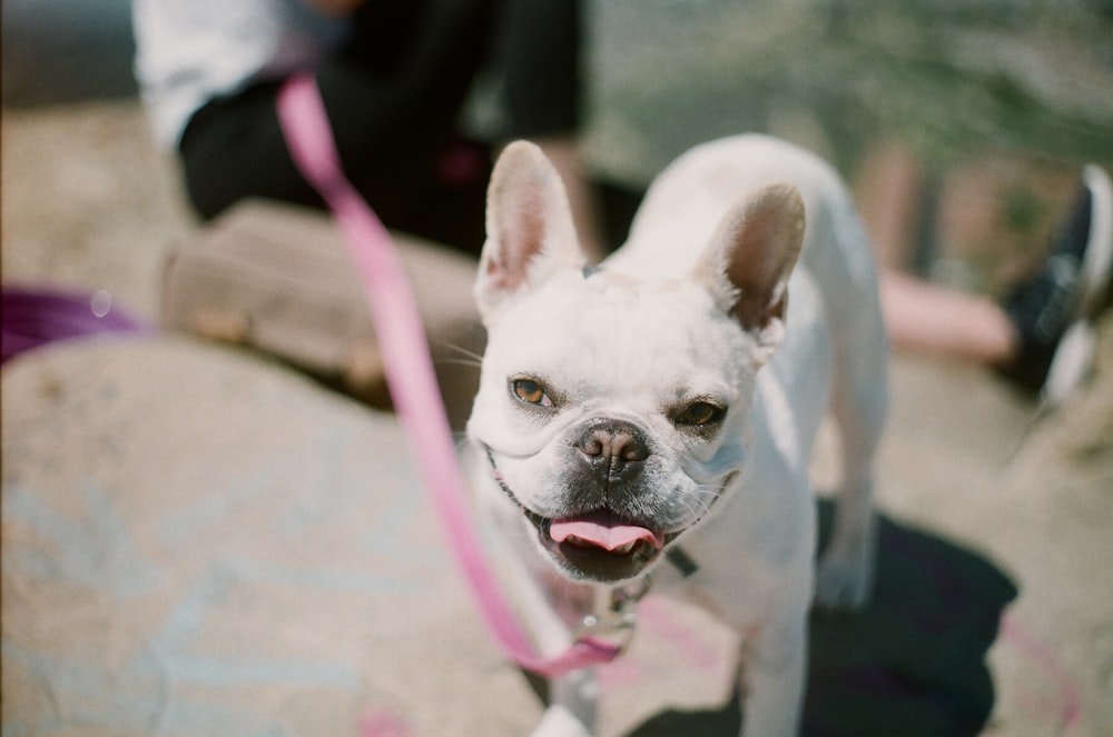 white short coat small dog with pink leash