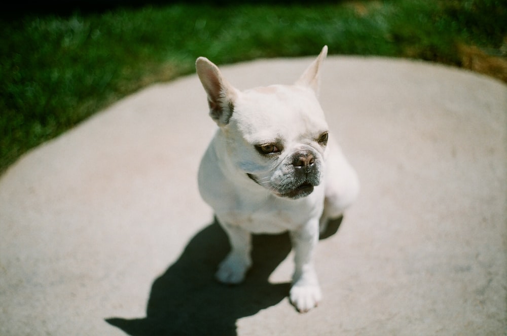 adult short-coated white French bulldog