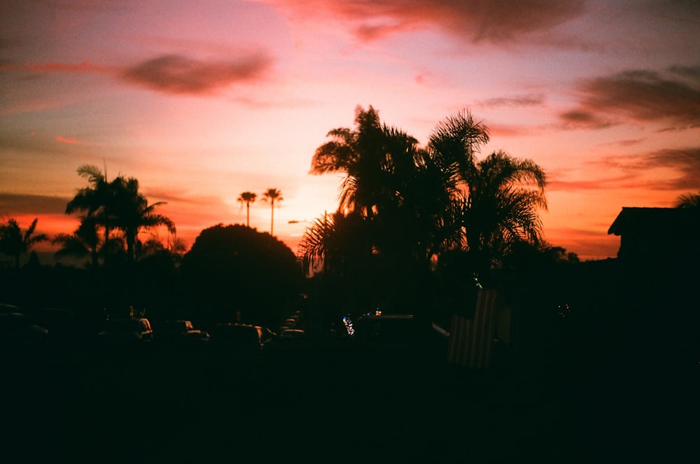 silhouette of trees