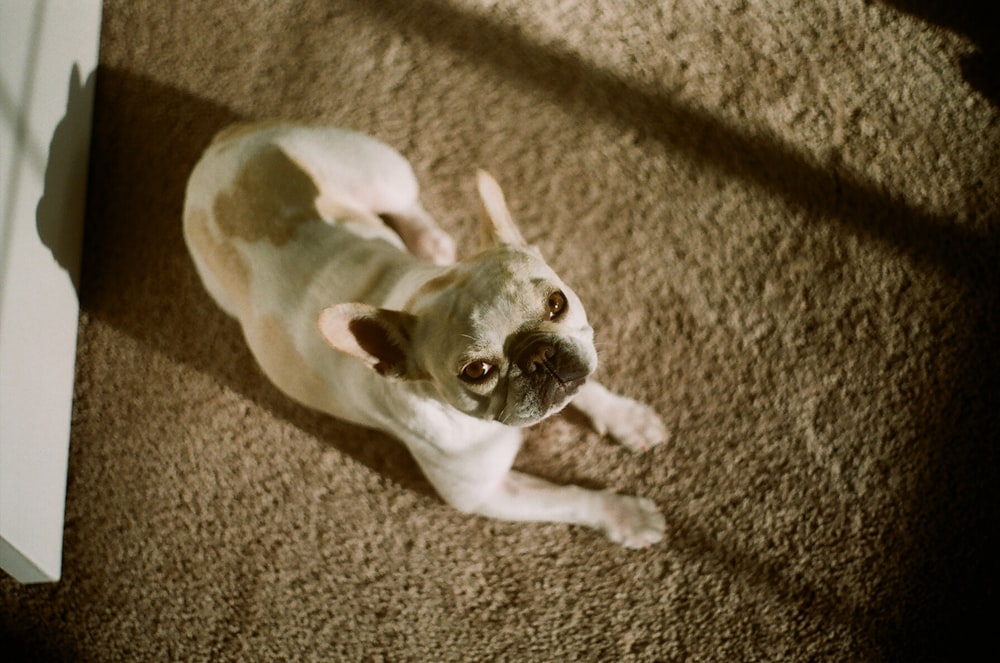 adult white and fawn French bulldog