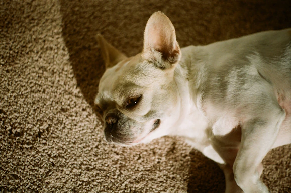 A warm, cozy photo of a French bulldog resting happily beside a smiling owner in a softly lit room.
