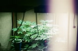 A small indoor garden with several lush green plants, likely cannabis, thriving under artificial lighting. The scene has a soft, diffused light with shadows cast by surrounding objects.