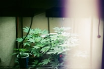 A small indoor garden with several lush green plants, likely cannabis, thriving under artificial lighting. The scene has a soft, diffused light with shadows cast by surrounding objects.