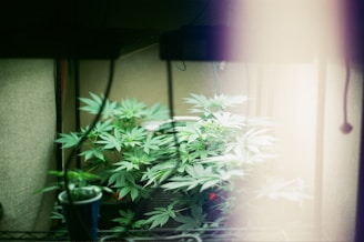 A small indoor garden with several lush green plants, likely cannabis, thriving under artificial lighting. The scene has a soft, diffused light with shadows cast by surrounding objects.