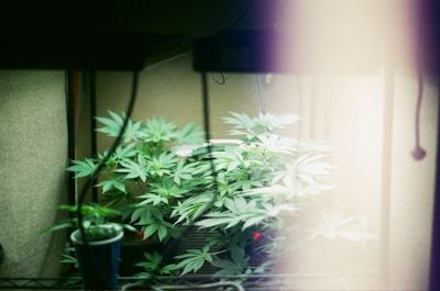 Close-up of vibrant cannabis plants thriving under soft indoor lights.