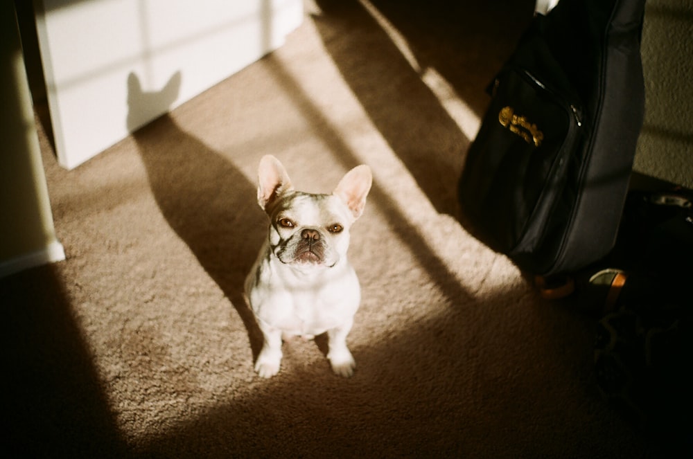 adult white French bulldog