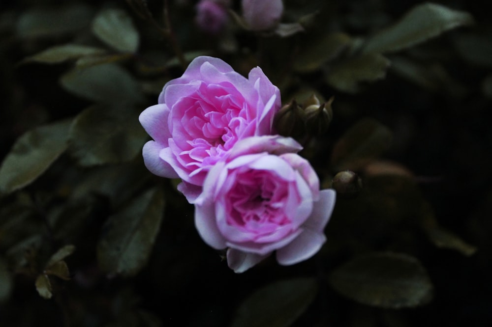 白い花びらの花の接写