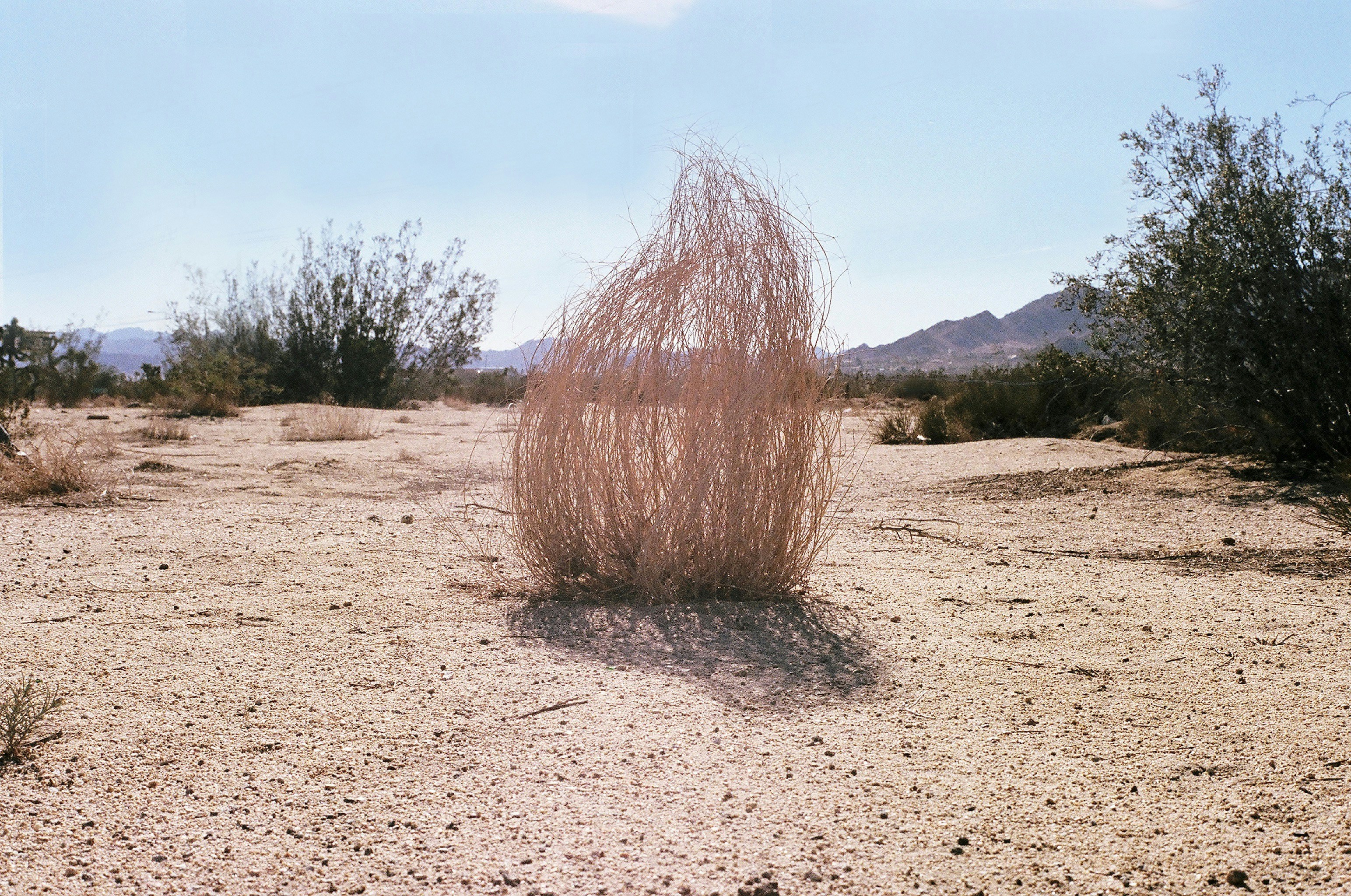 August Showers Bring … Tumbleweeds!