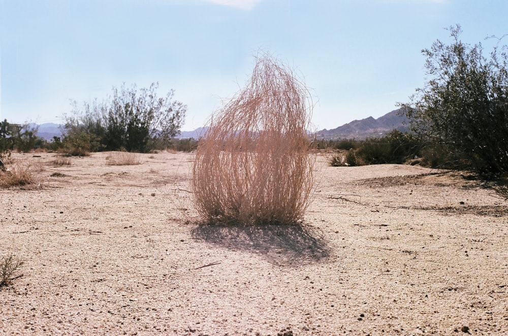 a small tree in the middle of a desert