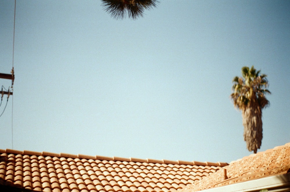 a view of a roof with a palm tree in the background