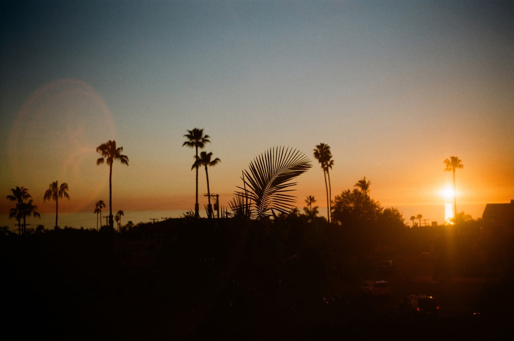 silhouette of trees