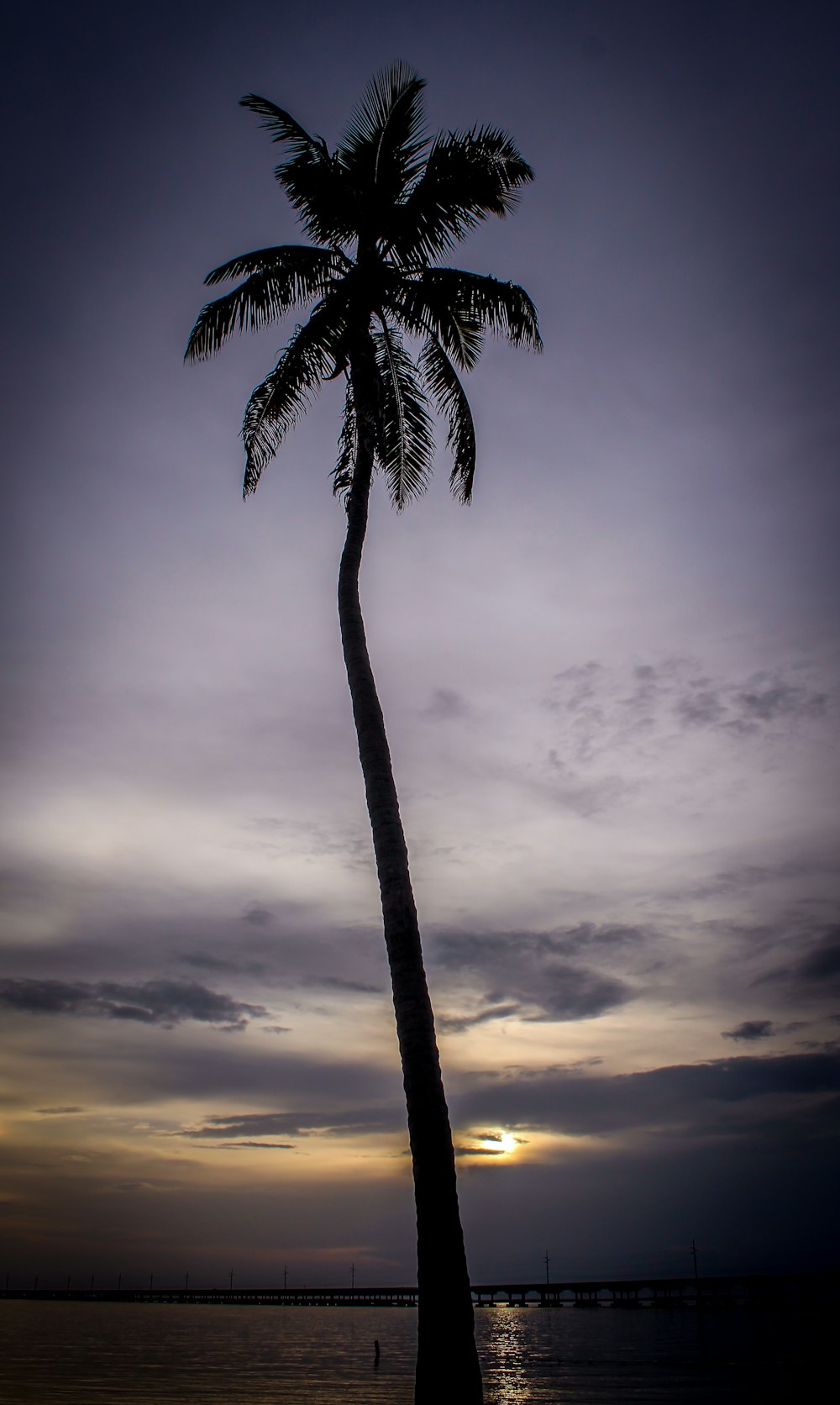 silhouette of palm tree during golden hour