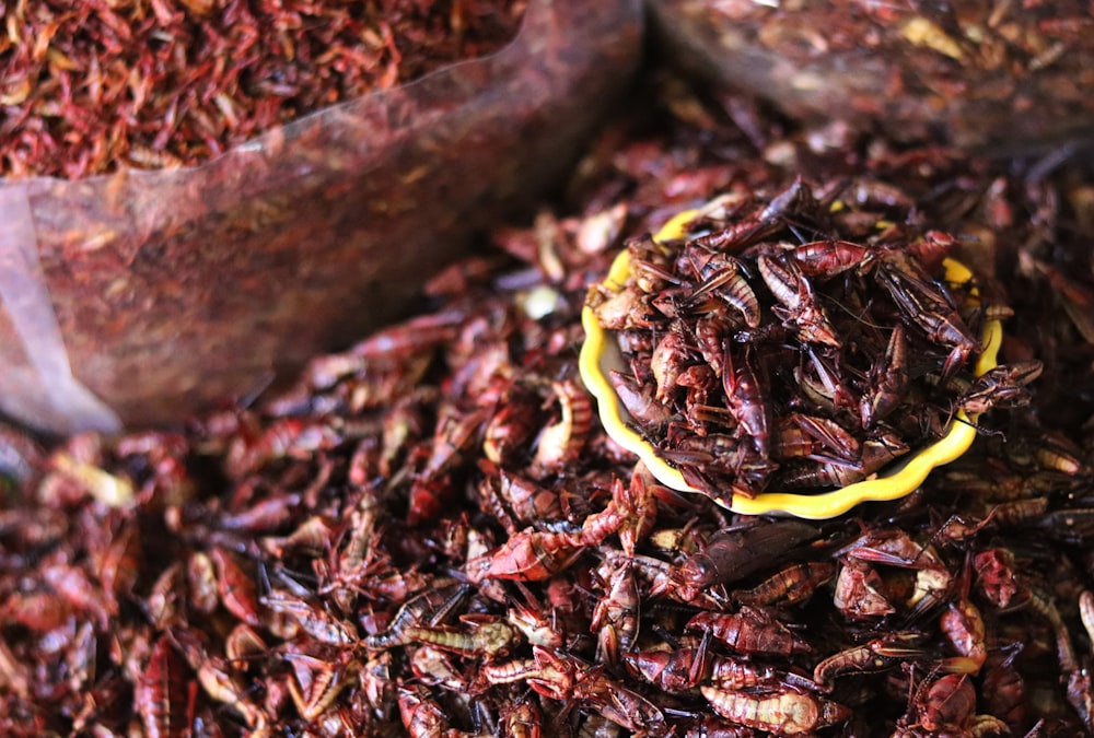 a pile of dried insects sitting next to a wooden scoop