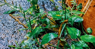 Wet green plants with visible water droplets amid a textured surface, likely stone or asphalt, which appears dark and moist. The leaves and stems are vibrant and fresh, contrasted against a wooden or rust-colored background.