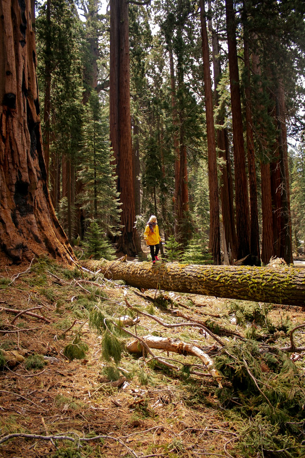 woman standing beside trees