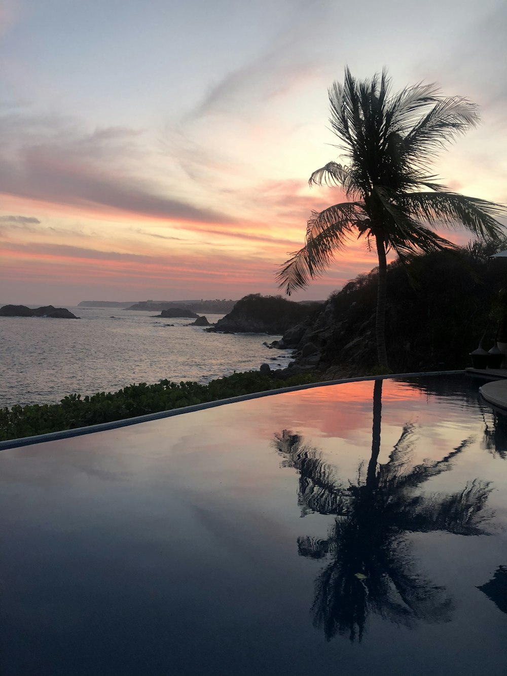 coconut palm tree between pool and sea