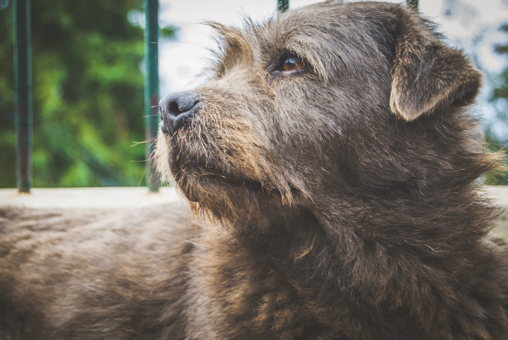 Abandoned dog waiting for a safer next step