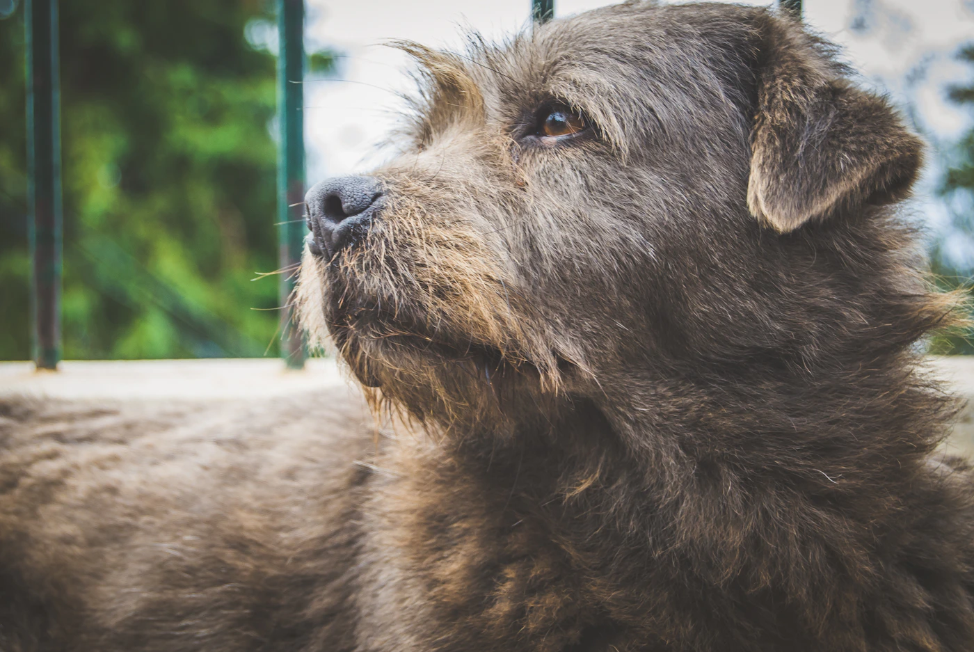 Stray dog waiting for care